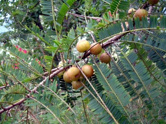 Alpine Amla plant