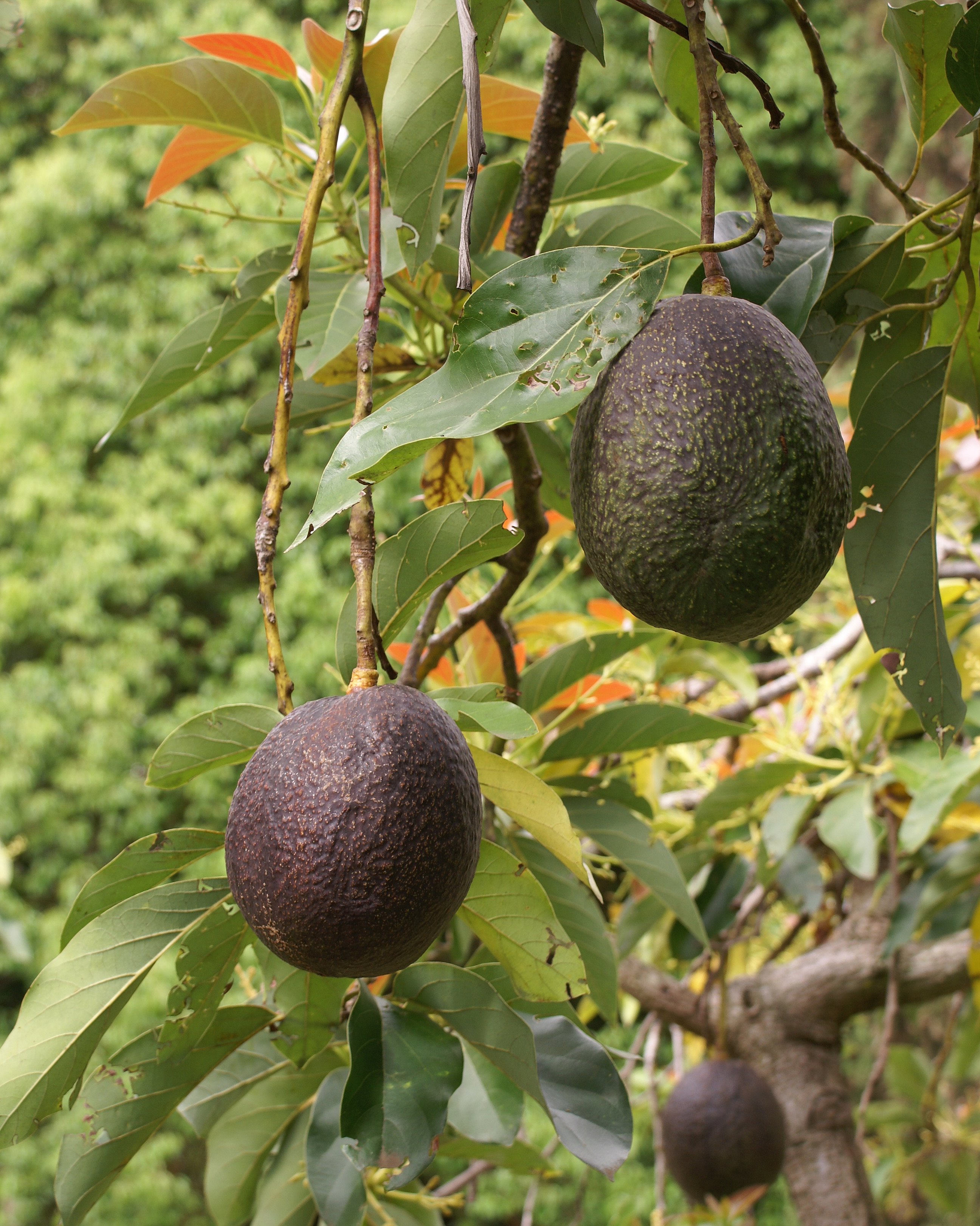 Alpine Avocado plant