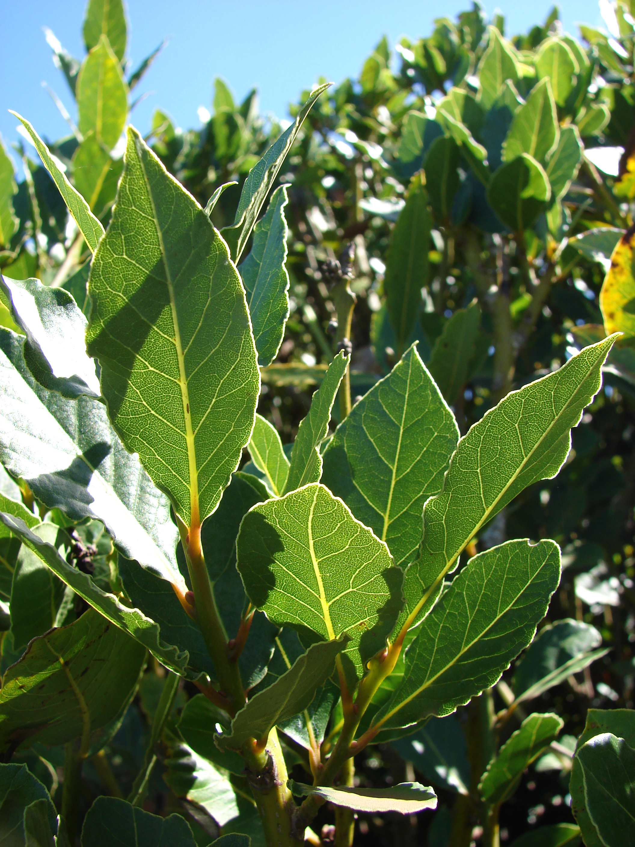 Alpine Bay Leaf plant