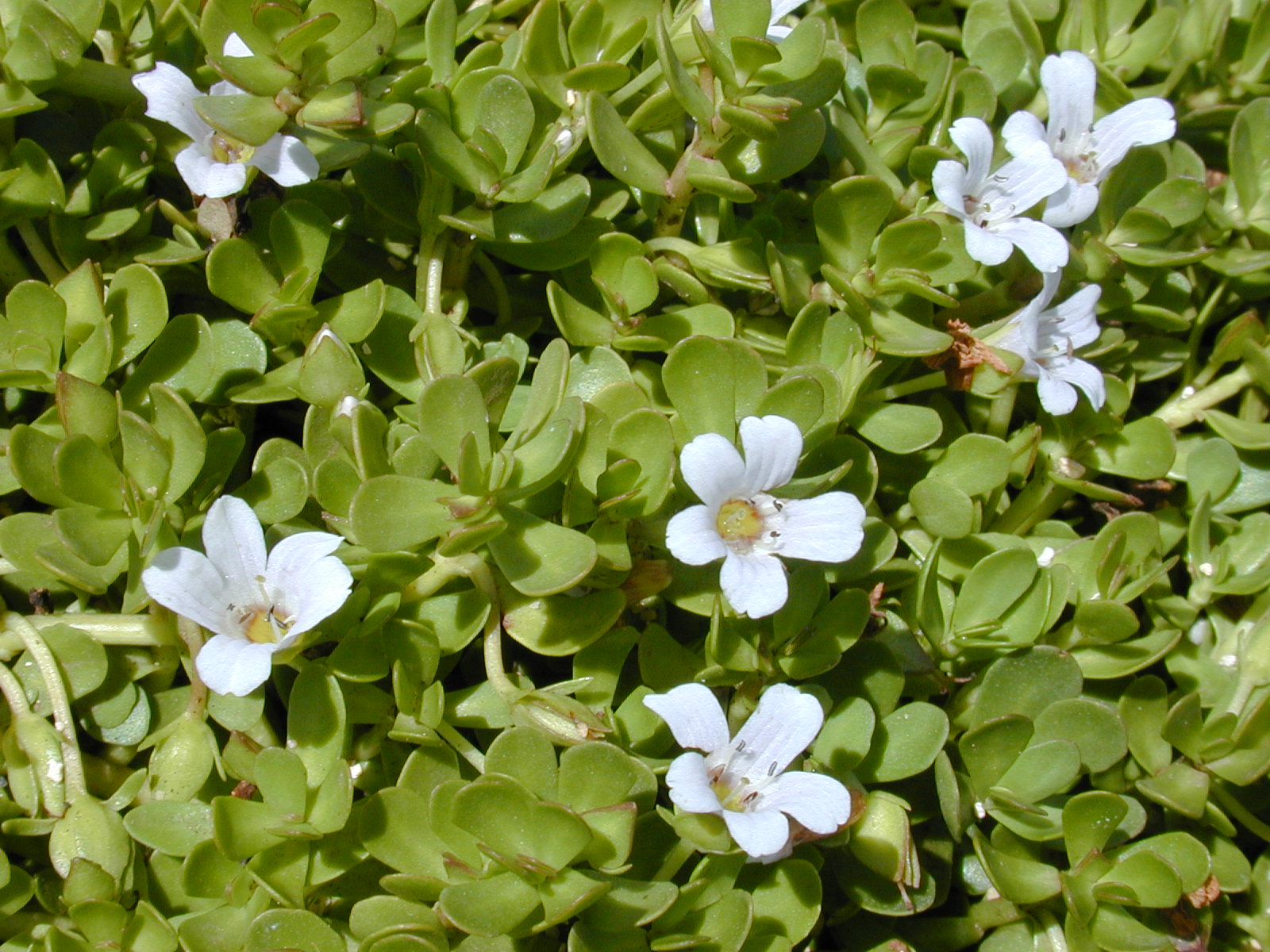Alpine Brahmi plant