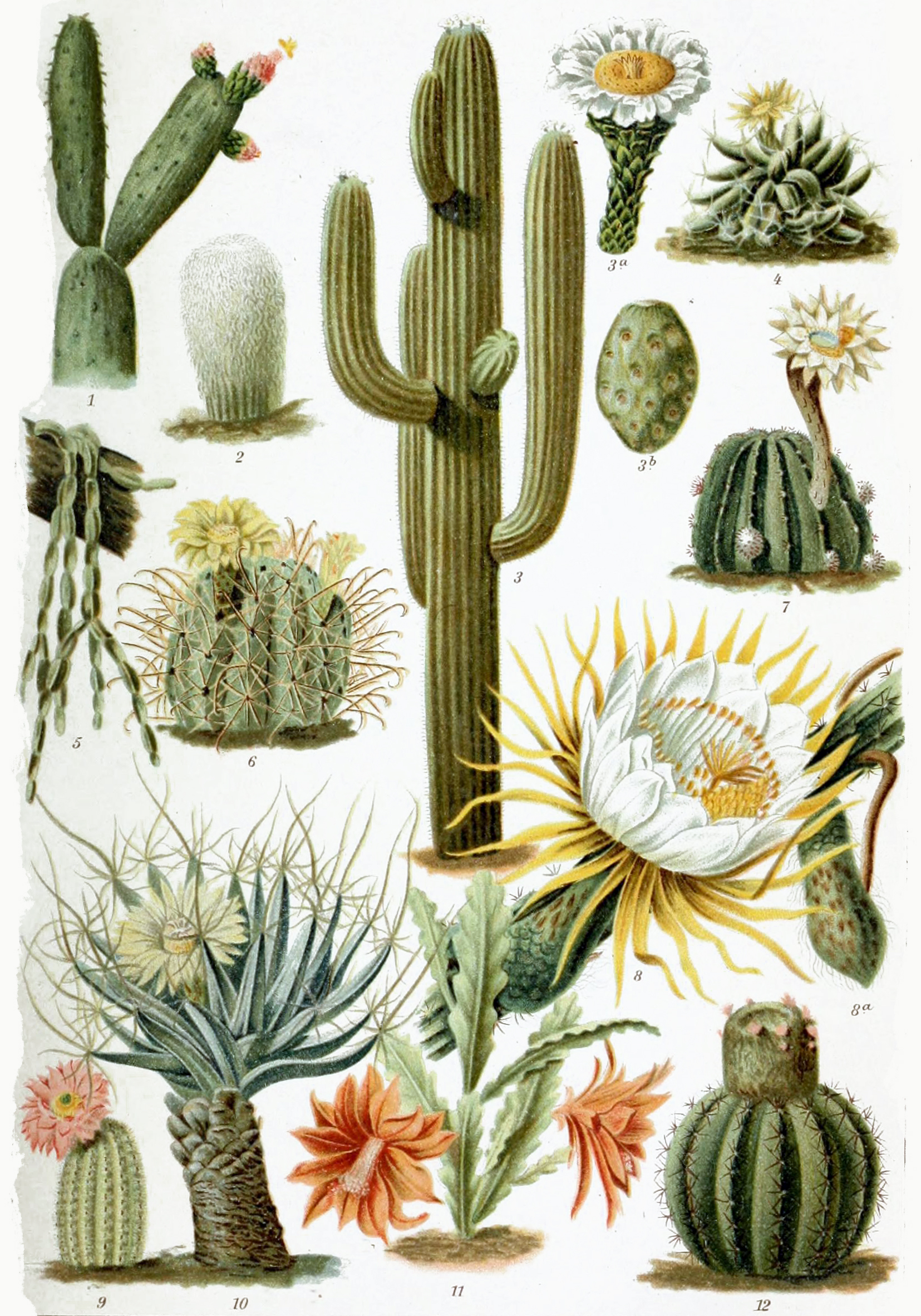 Alpine Cactus plant