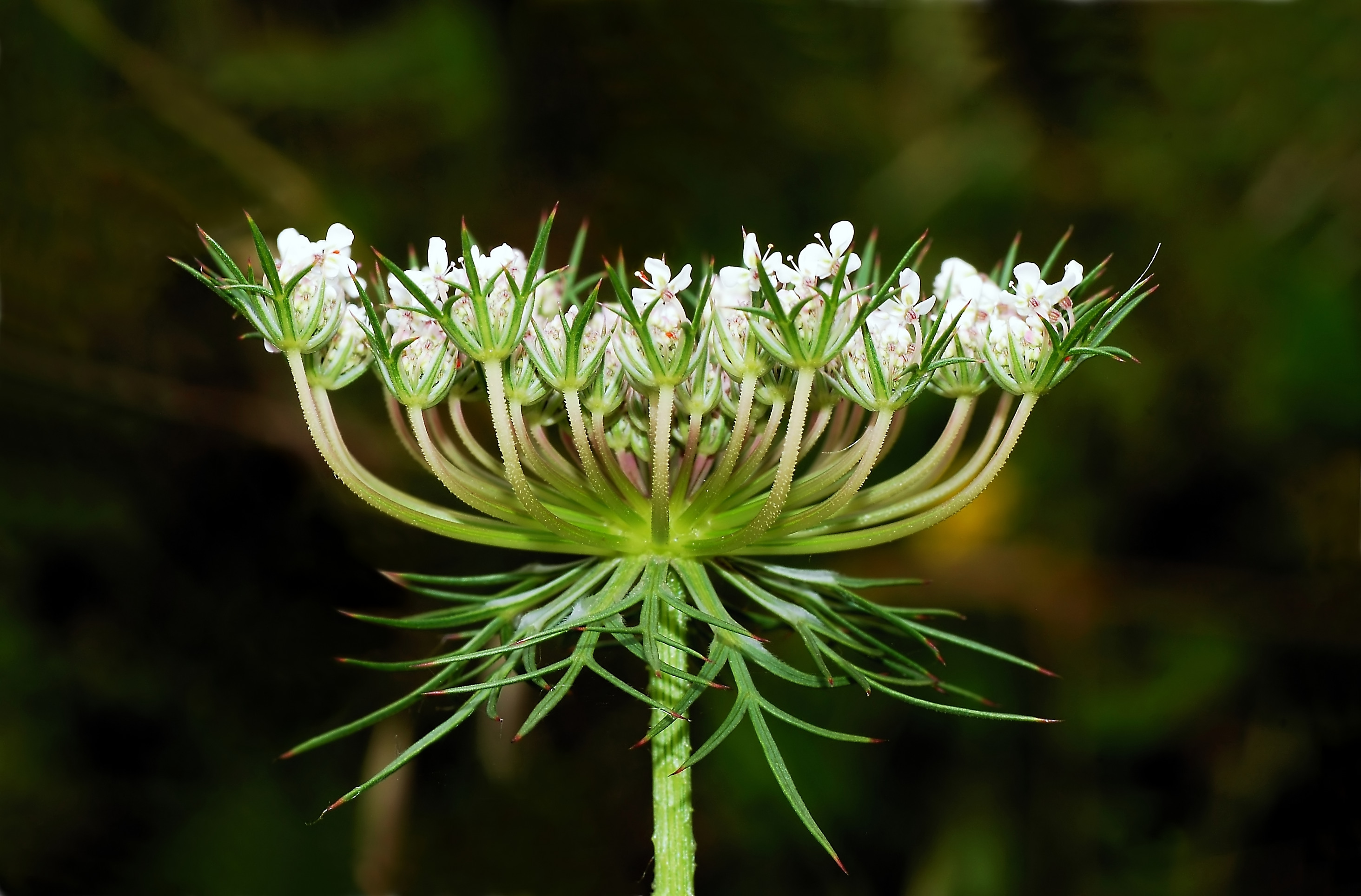 Alpine Carrot plant