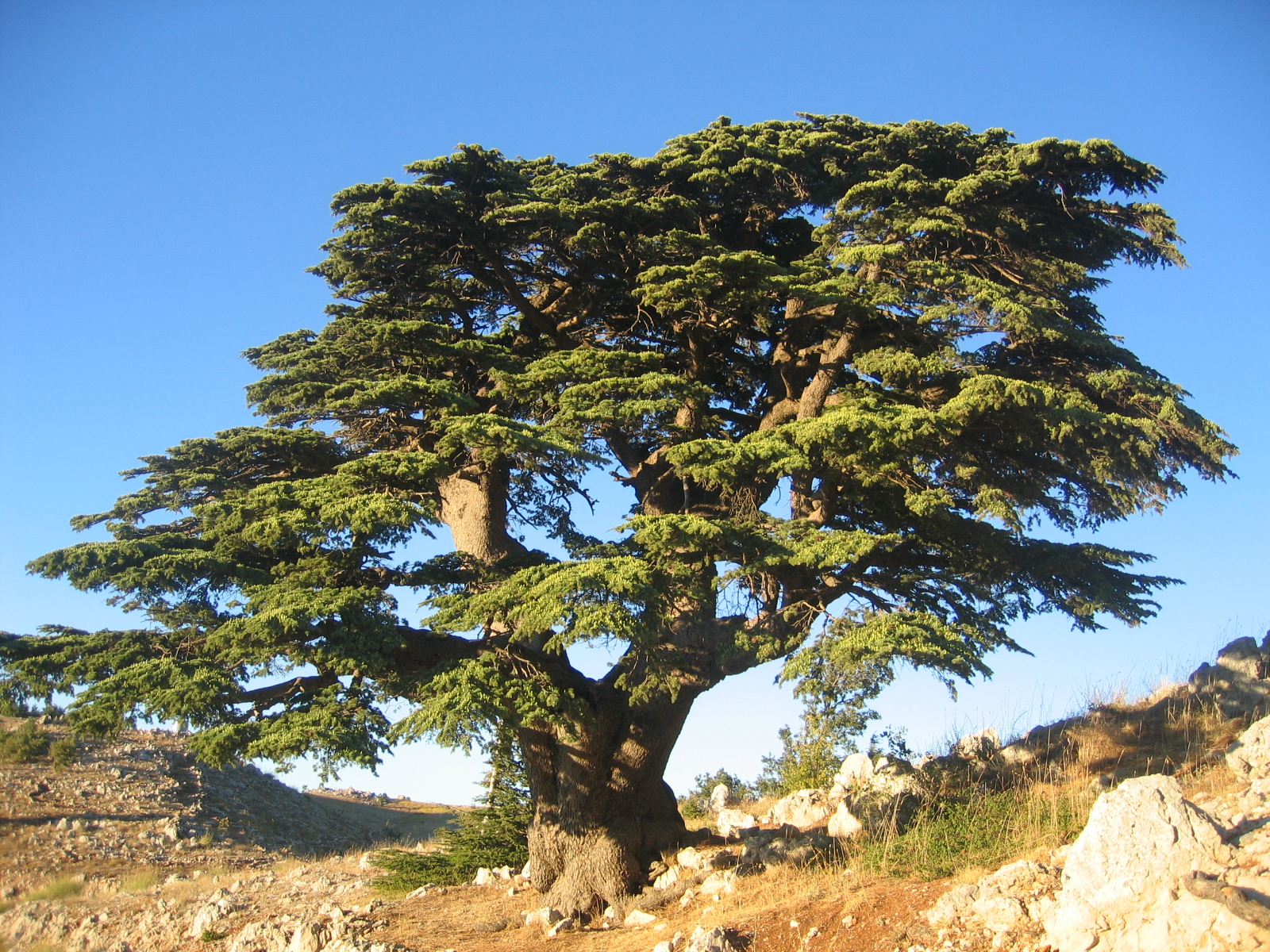 Alpine Cedar plant