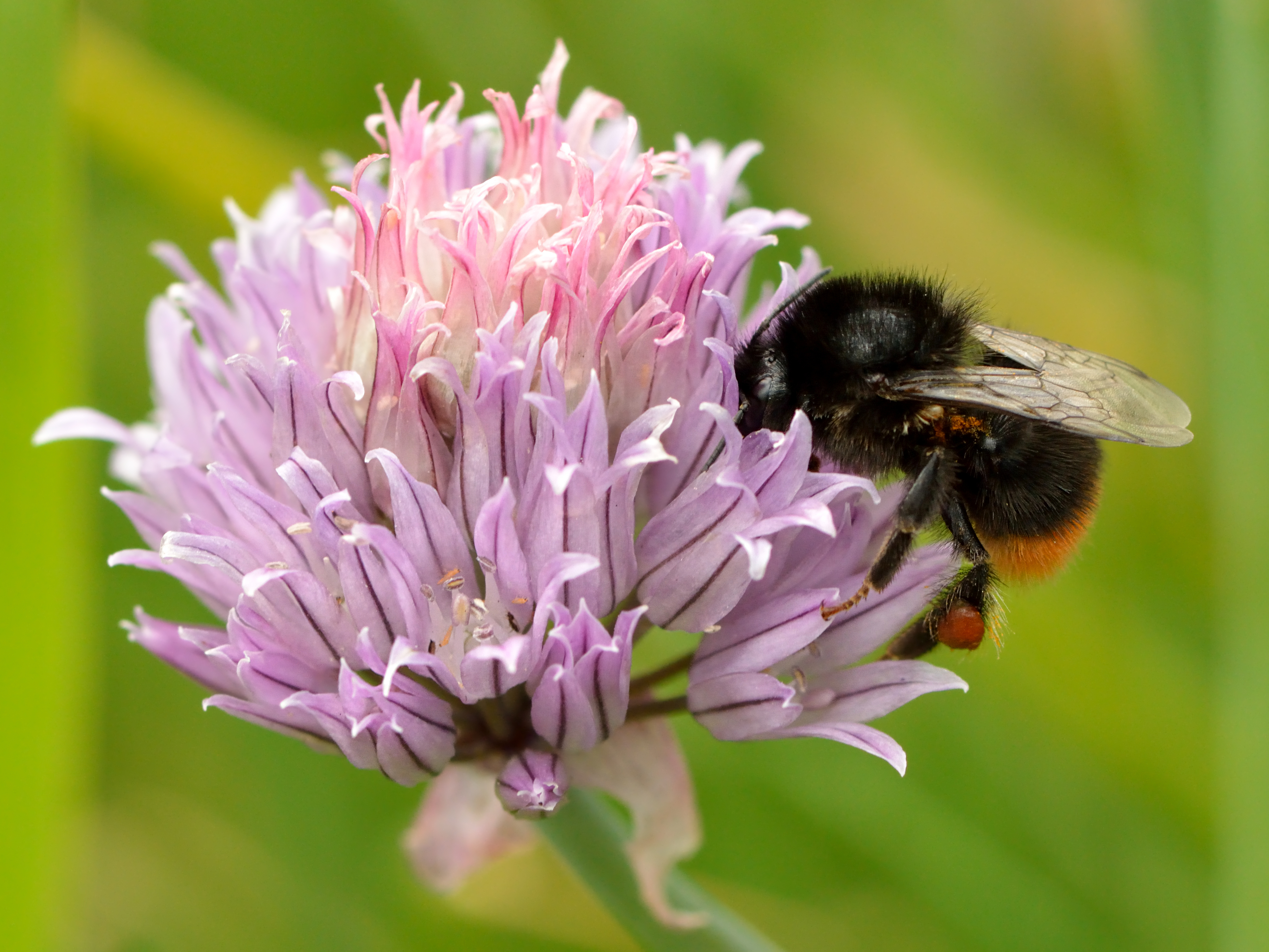 Alpine Chives plant