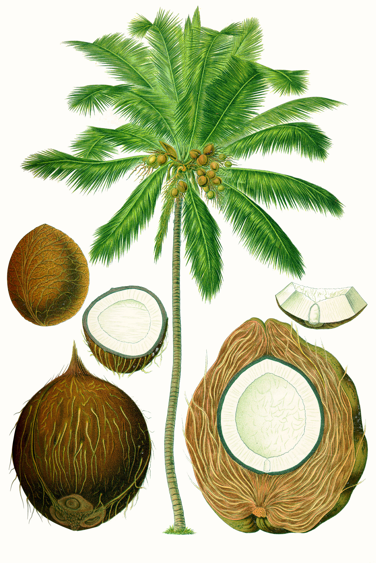 Alpine Coconut plant