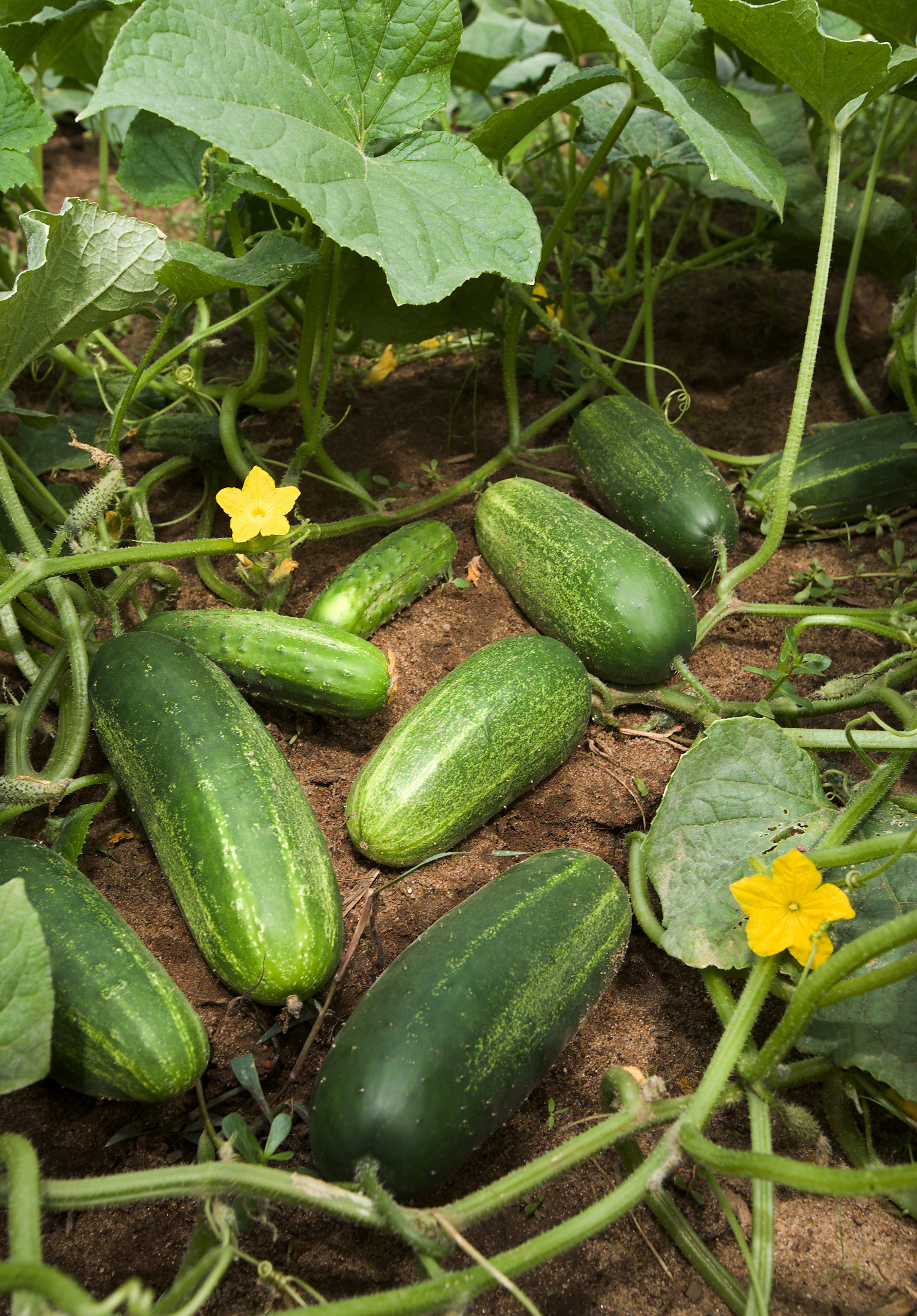 Alpine Cucumber plant