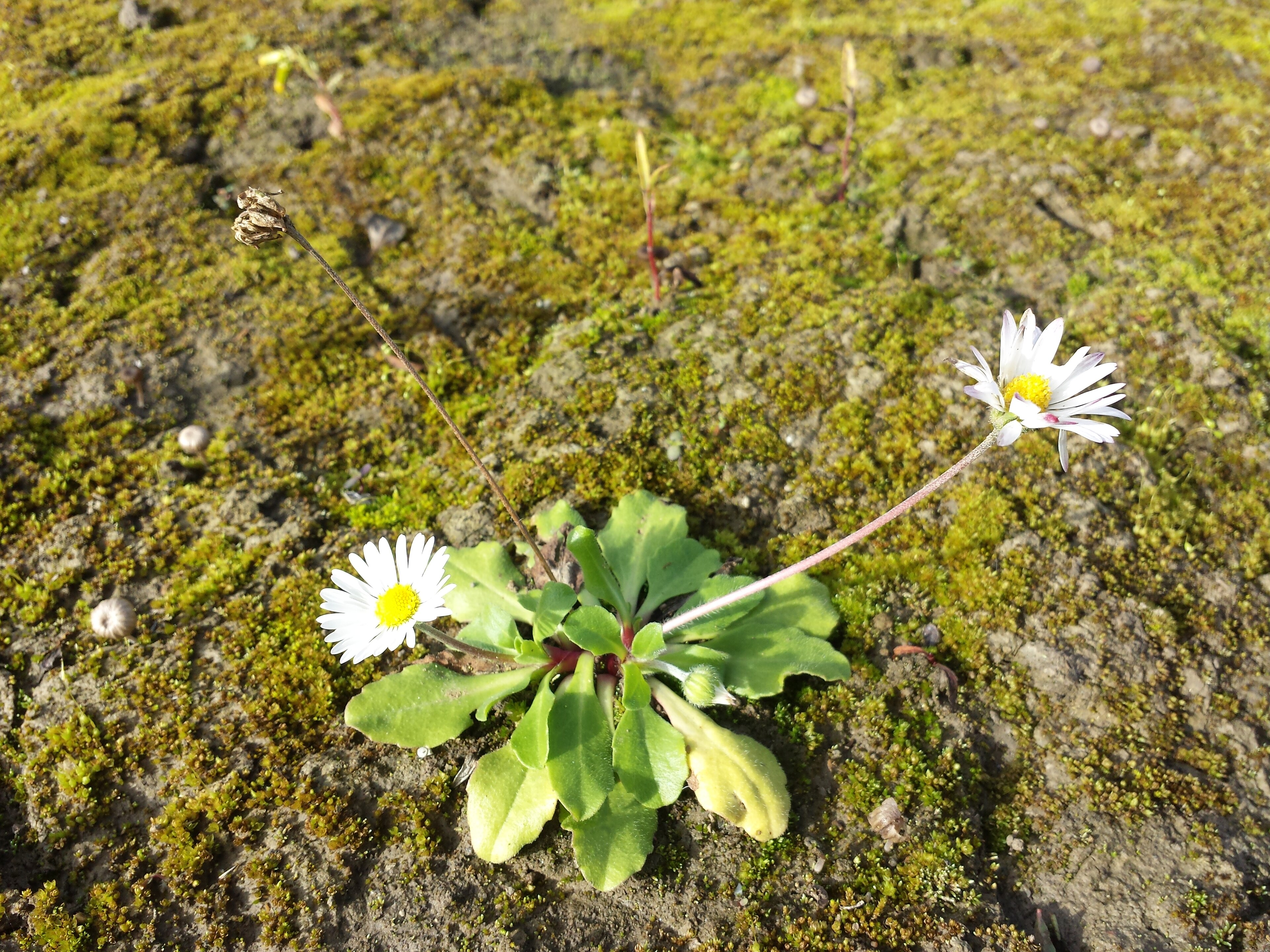 Alpine Daisy plant