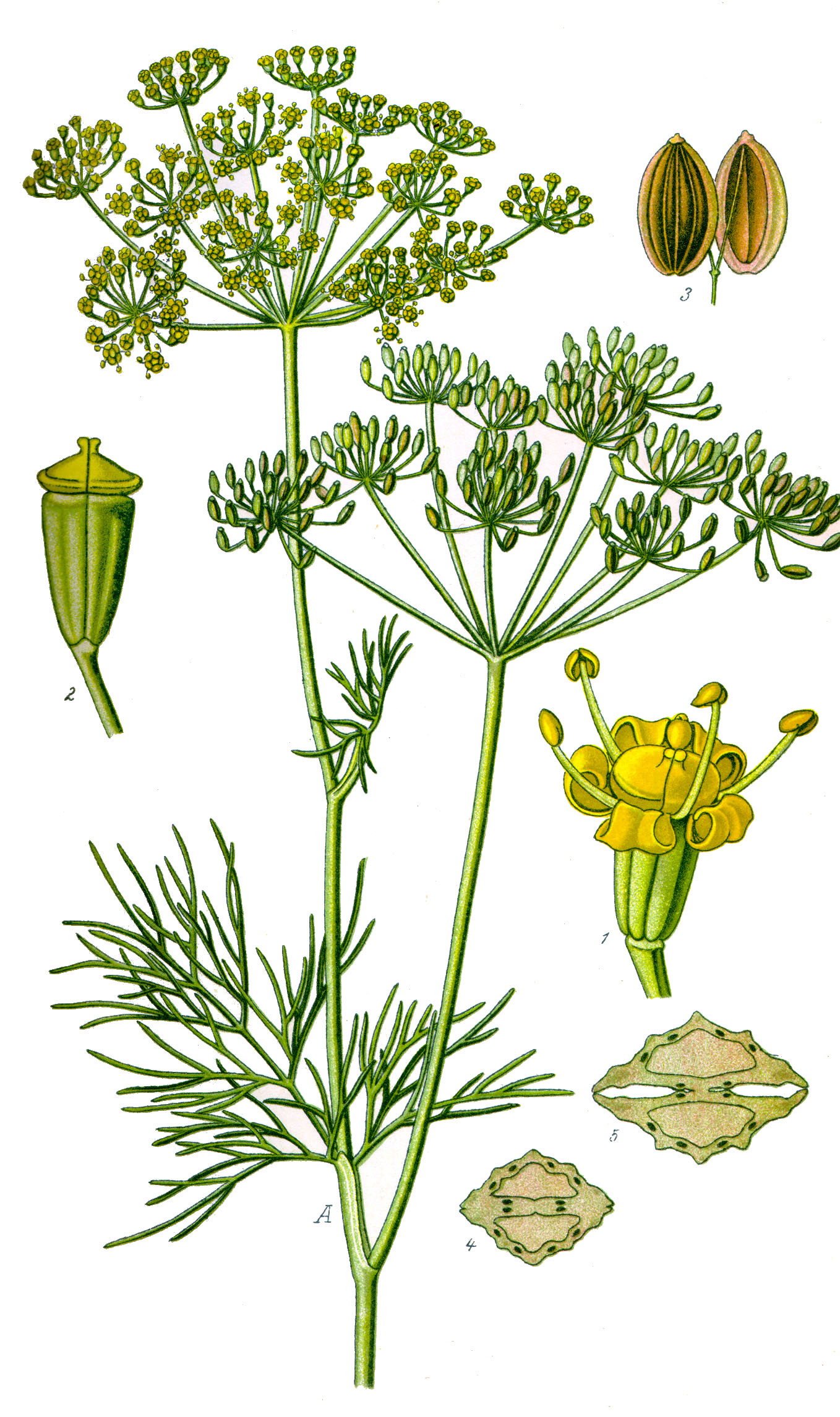 Alpine Dill plant