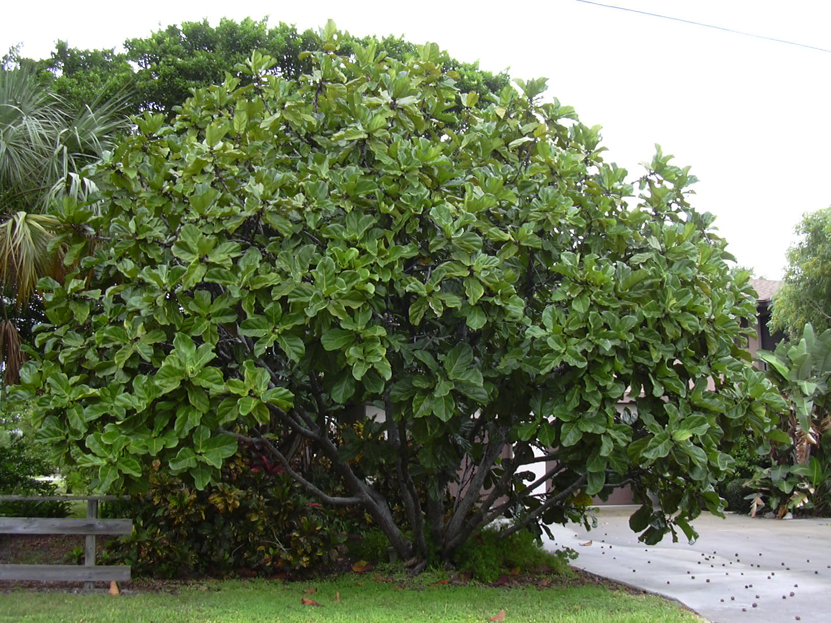 Alpine Fiddle Leaf Fig plant
