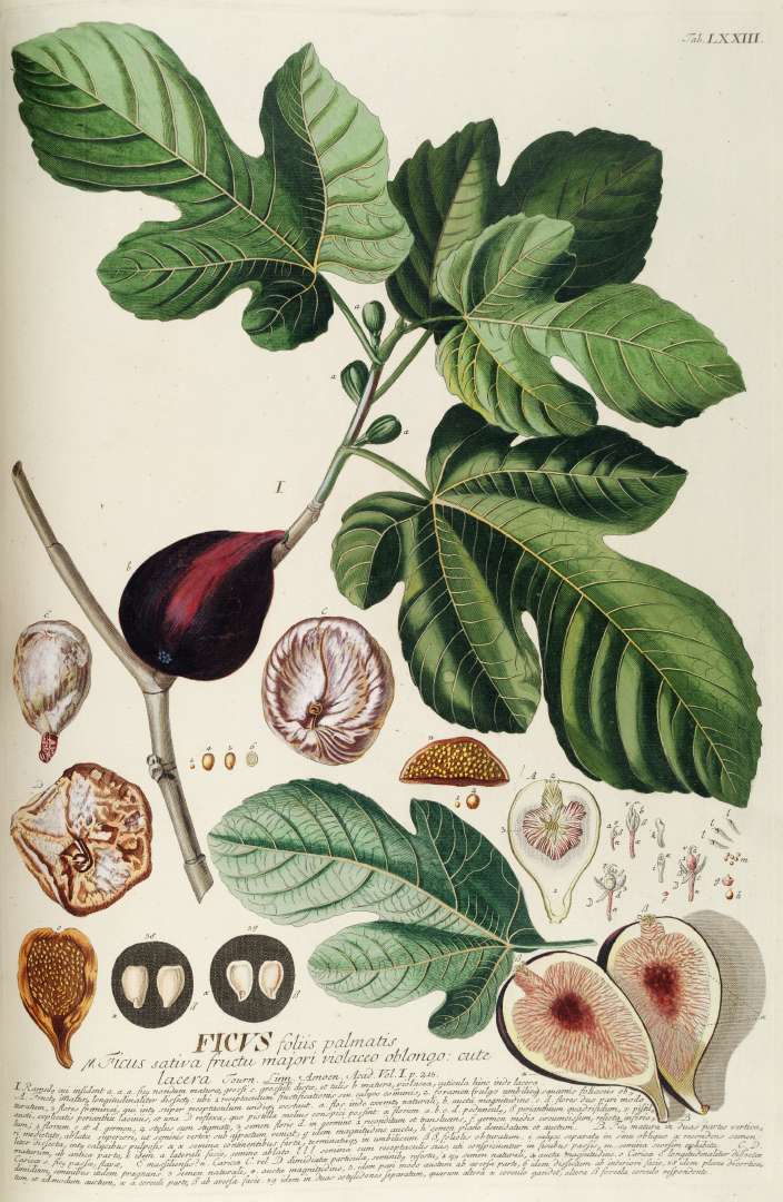 Alpine Fig plant