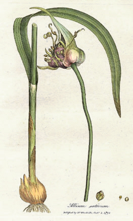 Alpine Garlic plant