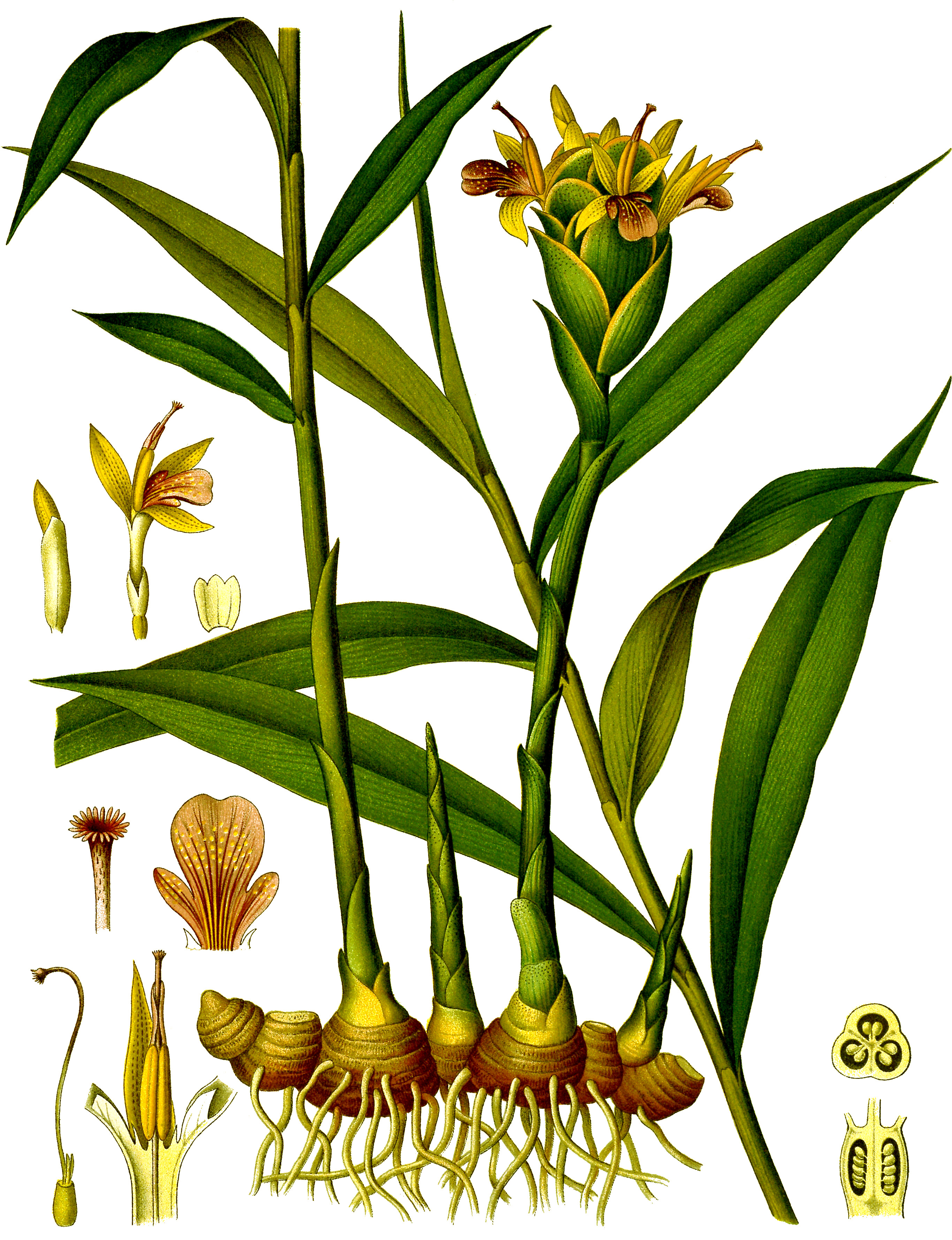 Alpine Ginger plant