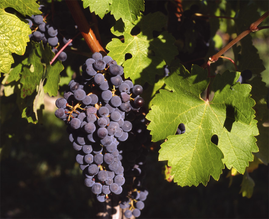 Alpine Grapes plant