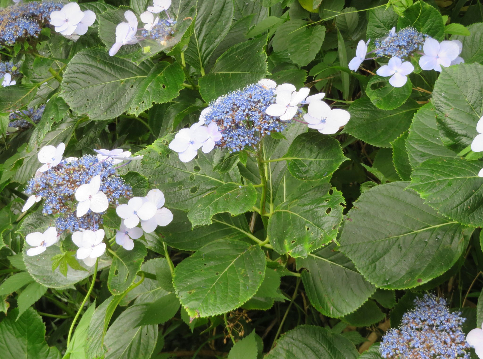 Alpine Hydrangea plant
