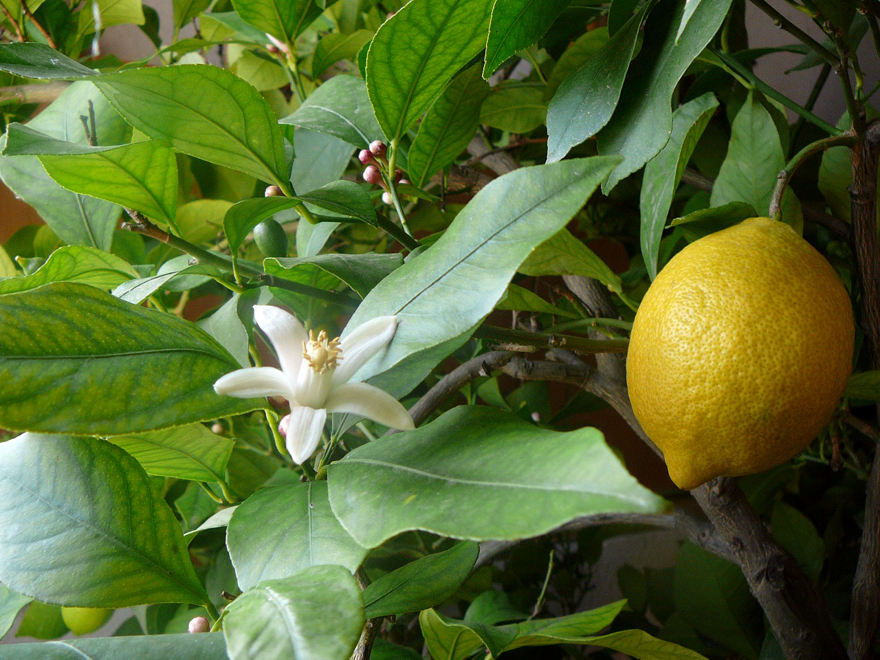 Alpine Lemon plant