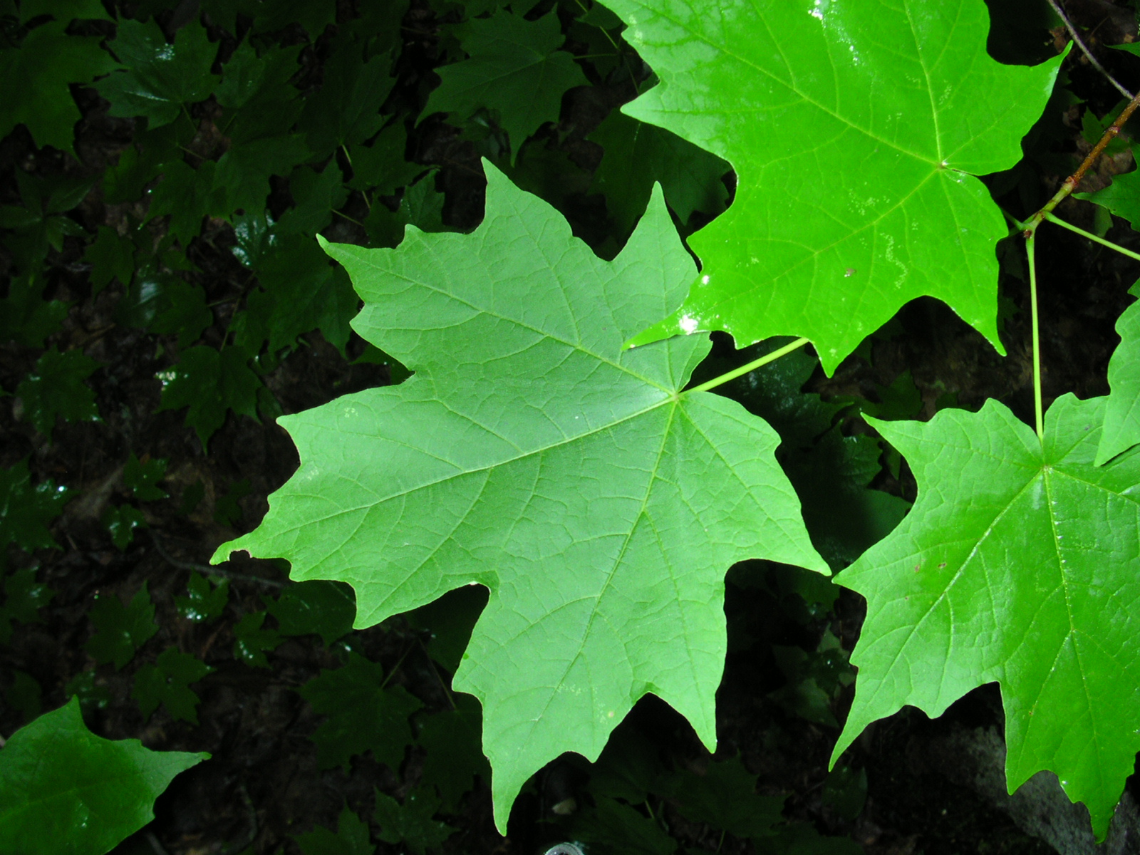 Alpine Maple plant