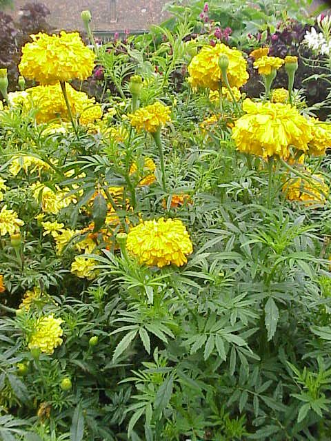 Alpine Marigold plant