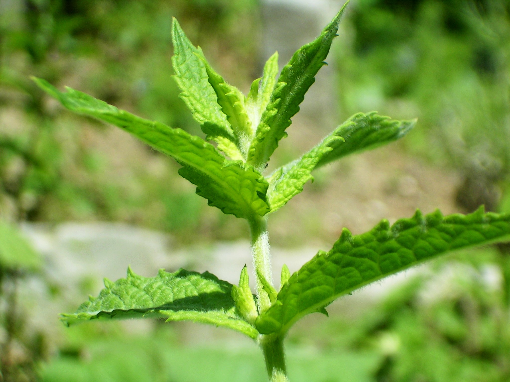 Alpine Mint plant