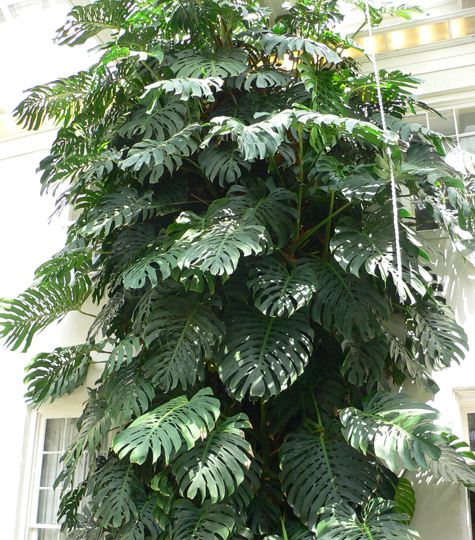 Alpine Monstera plant