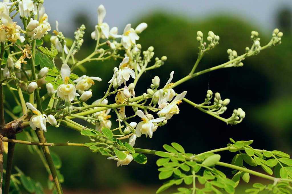 Alpine Moringa plant