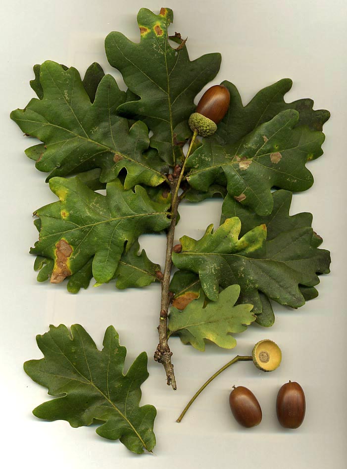 Alpine Oak plant