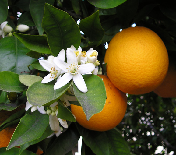 Alpine Orange plant