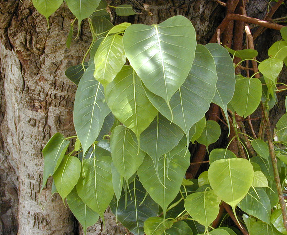 Alpine Peepal plant