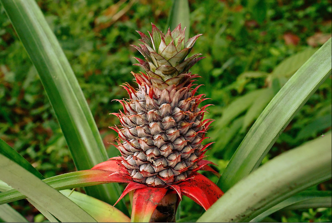 Alpine Pineapple plant