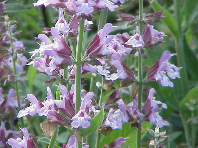 Alpine Sage plant
