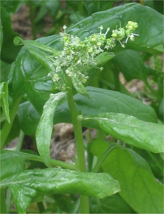 Alpine Spinach plant