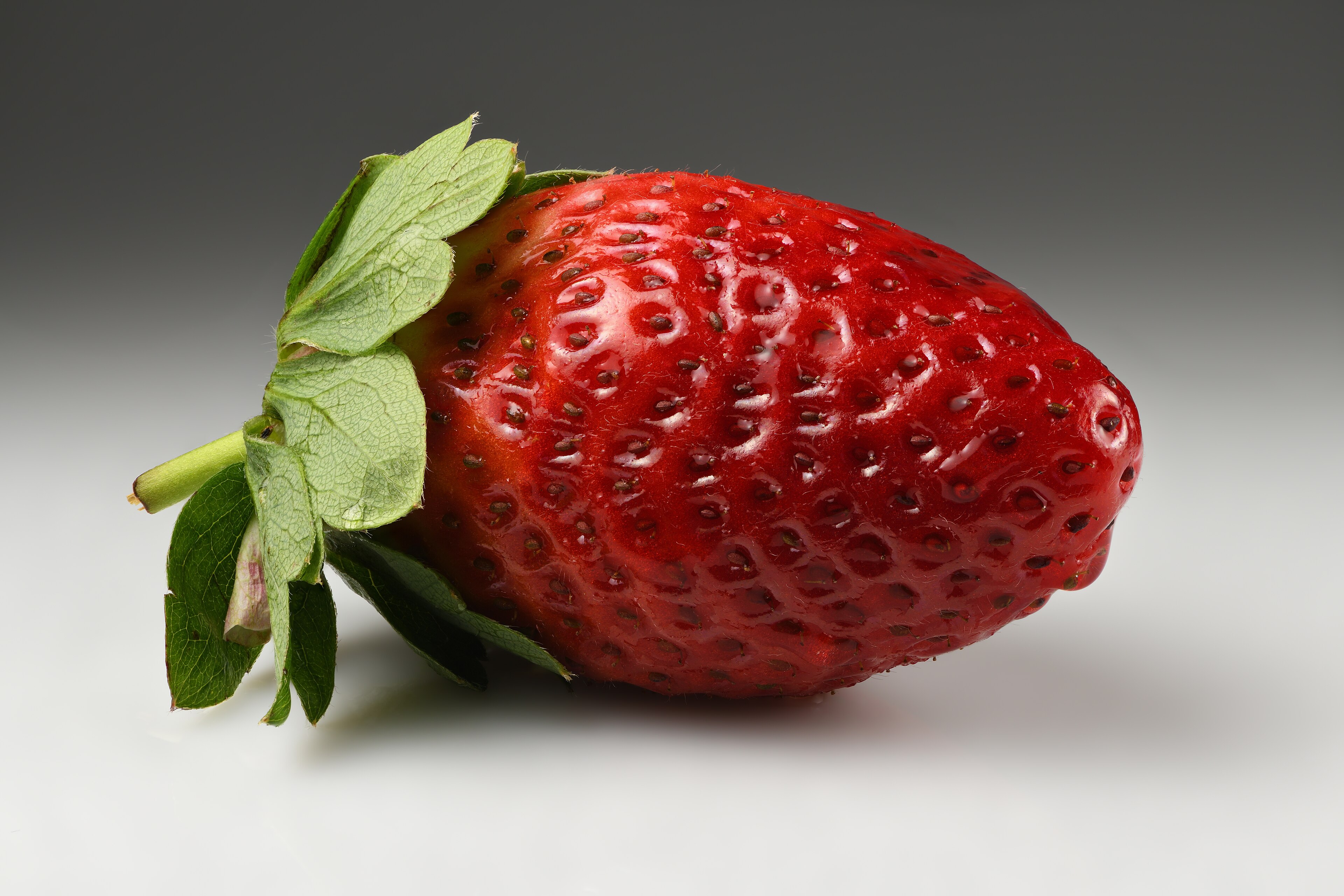 Alpine Strawberry plant