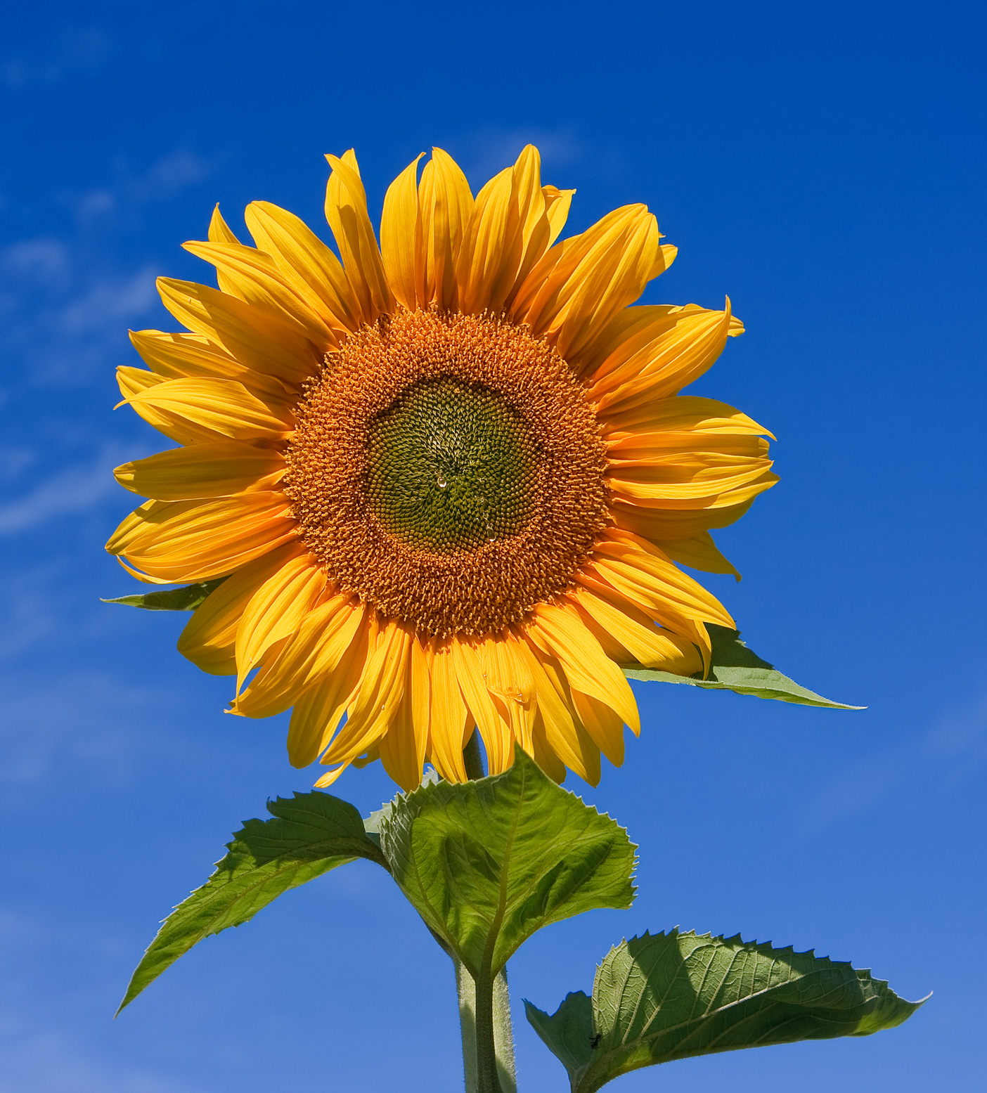 Alpine Sunflower plant
