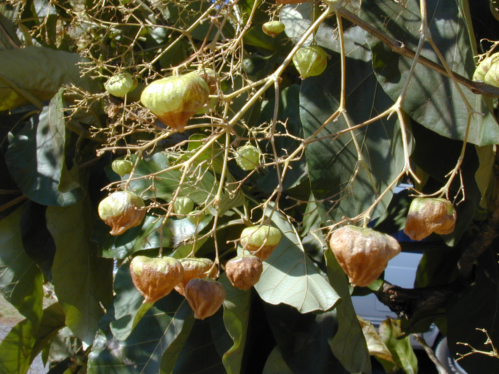 Alpine Teak plant