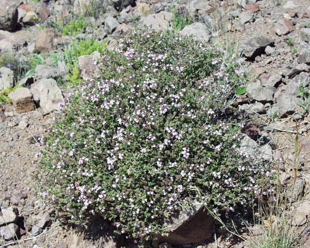 Alpine Thyme plant