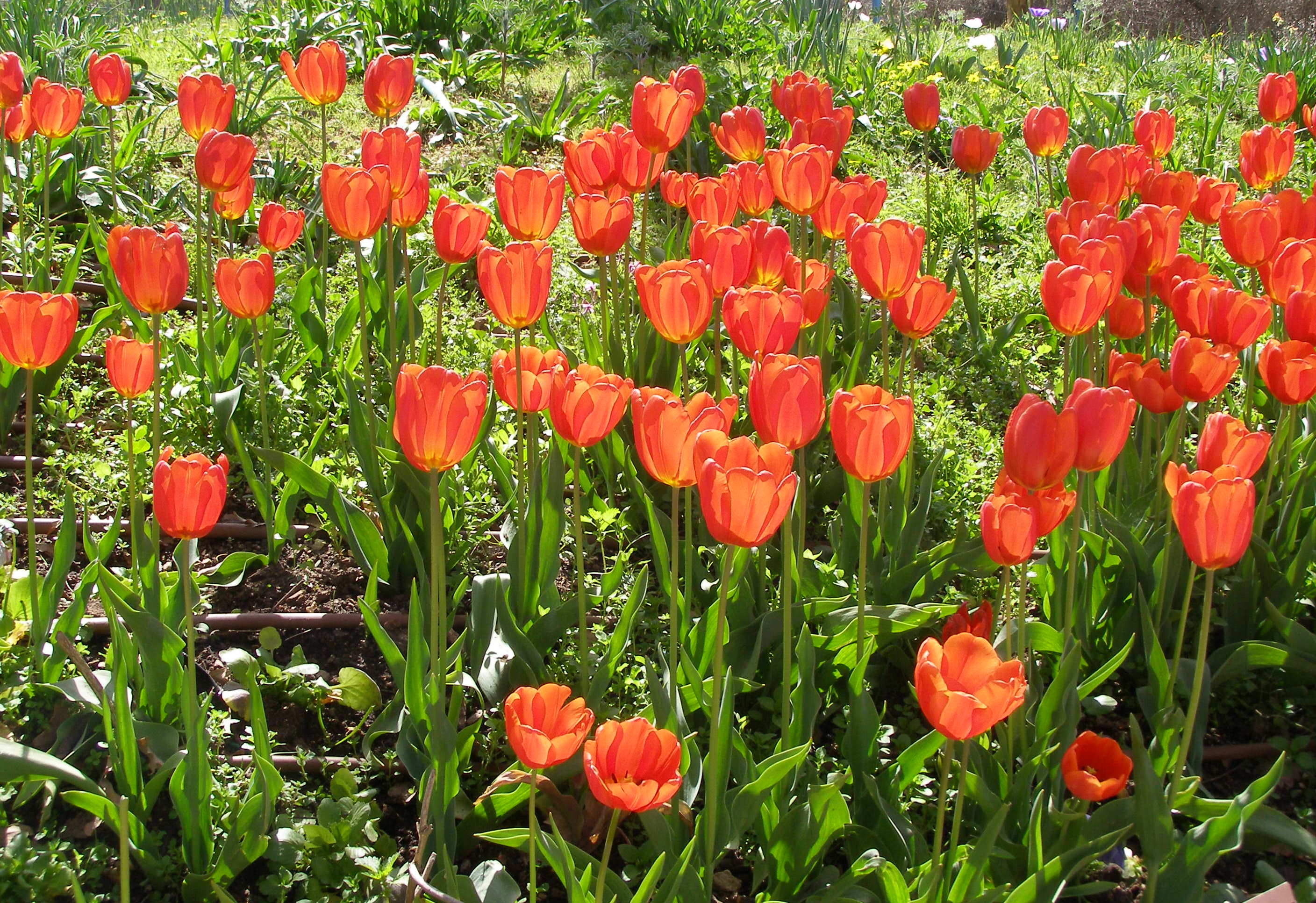 Alpine Tulip plant